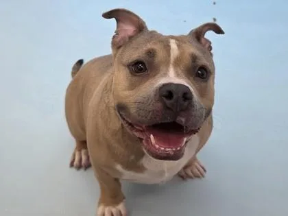 An adult large-sized female Pit Bull Terrier dog named Girly Pop for adoption in Coon Rapids, MN