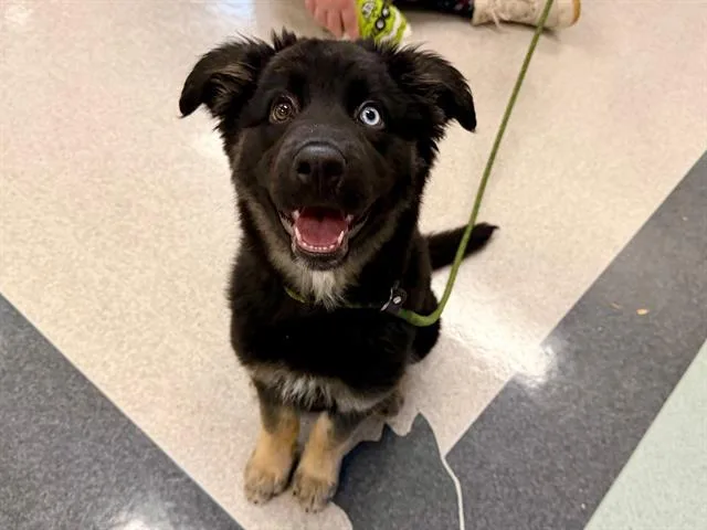 A baby small-sized female Australian Cattle Dog / Blue Heeler dog named Athena for adoption in Santa Rosa, CA