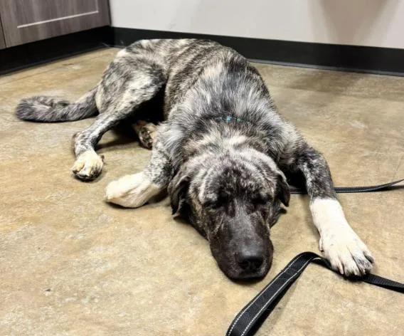 A young large-sized male Anatolian Shepherd dog named Brisket for adoption in Austin, AR