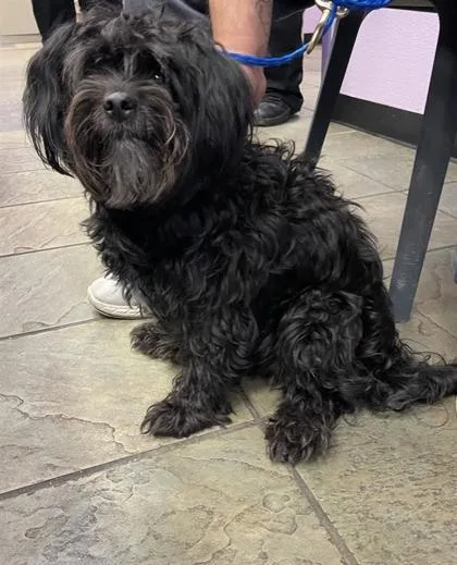 An adult small-sized female Black Shih Tzu dog named 61641604 for adoption in El Paso, TX