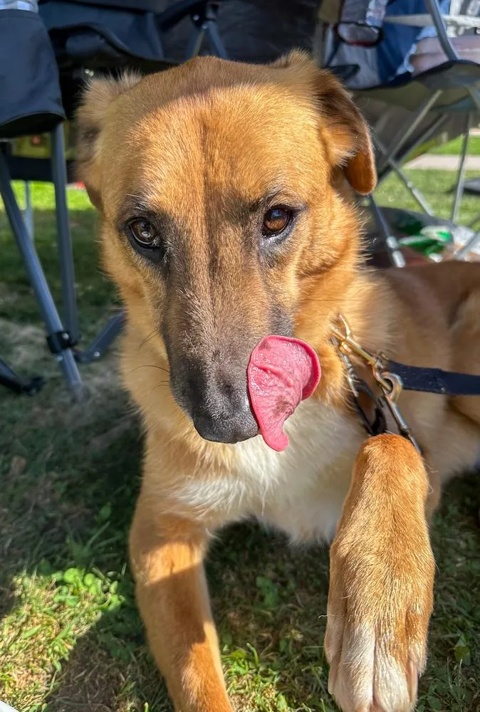 An adult large-sized male Shepherd dog named Dewey for adoption in Jamul, CA