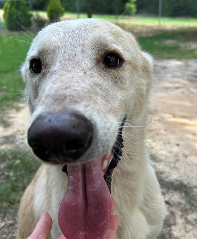 An adult large-sized male German Shepherd Dog dog named Samson for adoption in Nacogdoches, TX