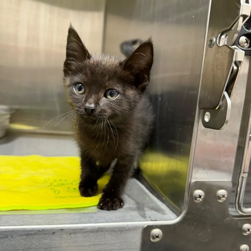 A baby small-sized male Black Domestic Short Hair cat named Cobweb for adoption in Morganton, NC