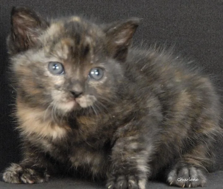 A baby medium-sized female Tortoiseshell Domestic Short Hair cat named Widget for adoption in Newland, NC