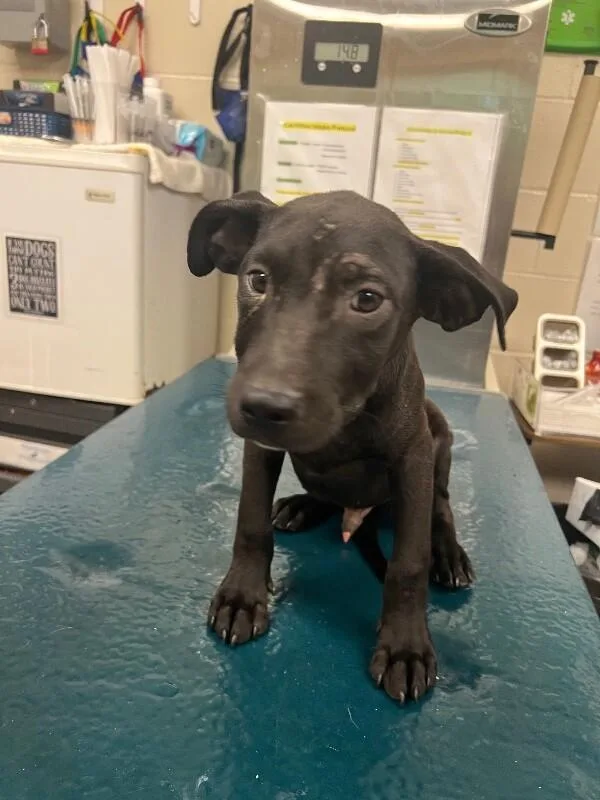 A young medium-sized male Black Labrador Retriever dog named Mo for adoption in Mobile, AL