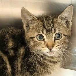A baby small-sized female Domestic Short Hair cat named Carly for adoption in Horn Lake, MS