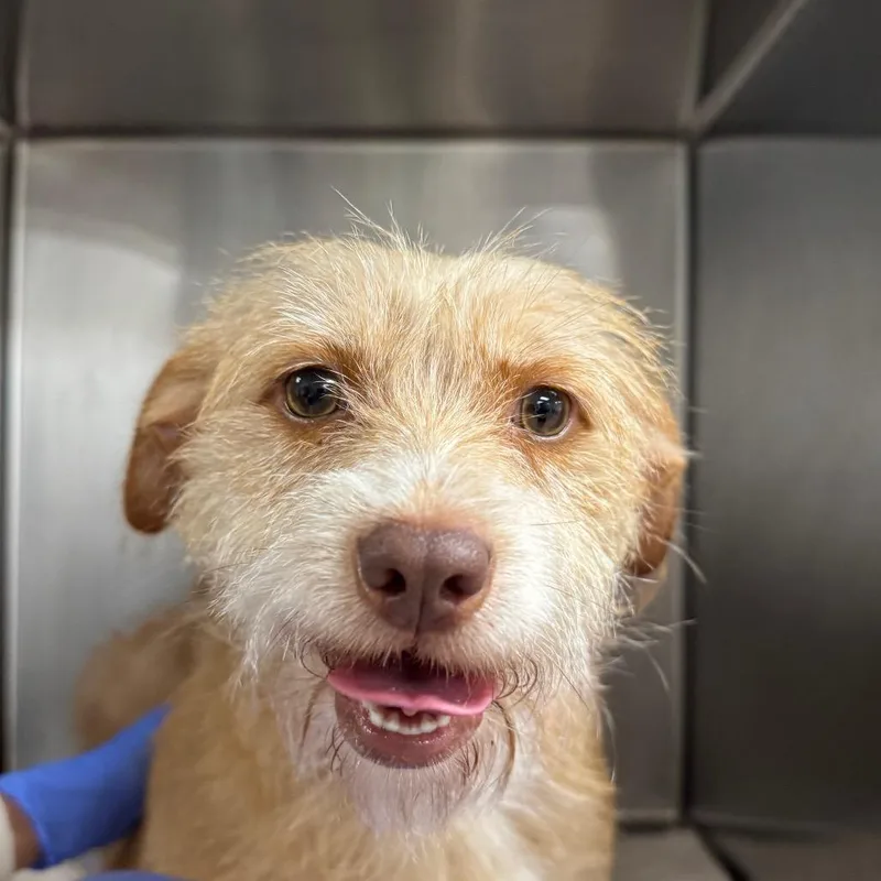 An adult medium-sized female Yellow / Tan / Blond / Fawn Terrier dog named Suki A for adoption in Mission Hills, CA