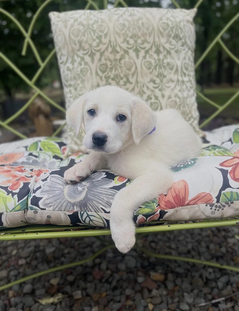 A Oleander Lonestar thumbnail 2