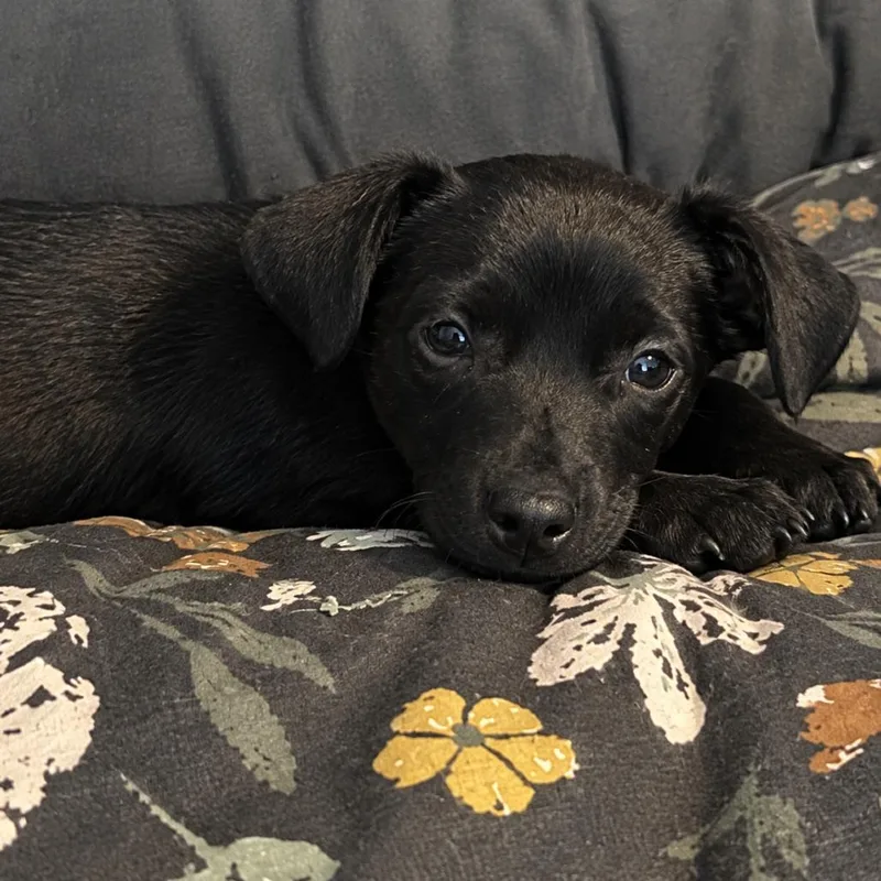 A baby small-sized female Black Chihuahua dog named Jolene for adoption in Cashmere, WA
