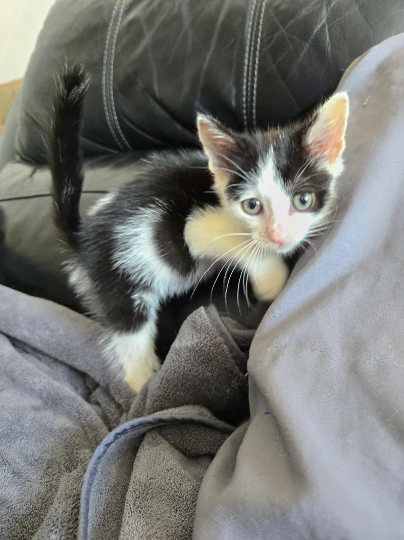 A baby small-sized female Domestic Short Hair cat named Justice for adoption in Philadelphia, PA