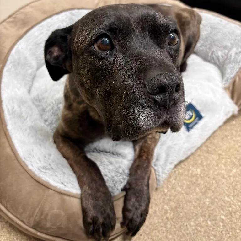 A senior medium-sized female Brindle Staffordshire Bull Terrier dog named Coco for adoption in Prince Frederick, MD