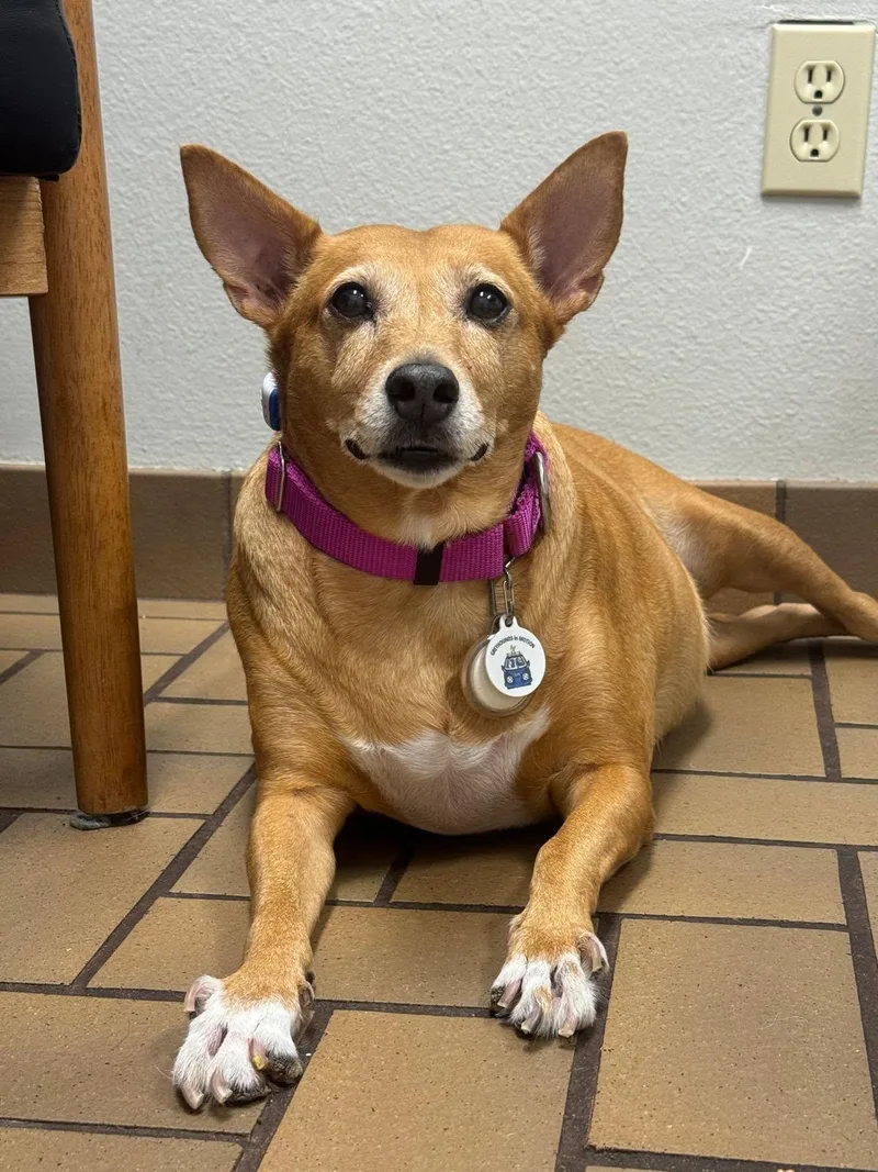 An adult medium-sized female Hound dog named Lexi for adoption in Winter Park, FL