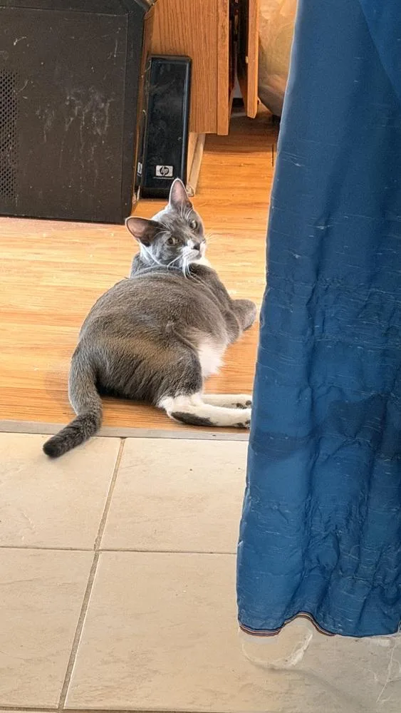 An adult medium-sized female Gray & White Domestic Short Hair cat named Sophia for adoption in Chicago, IL