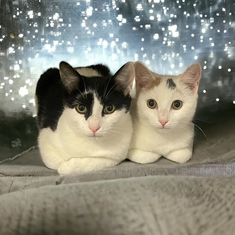 Pandora Ritt thumbnail 2