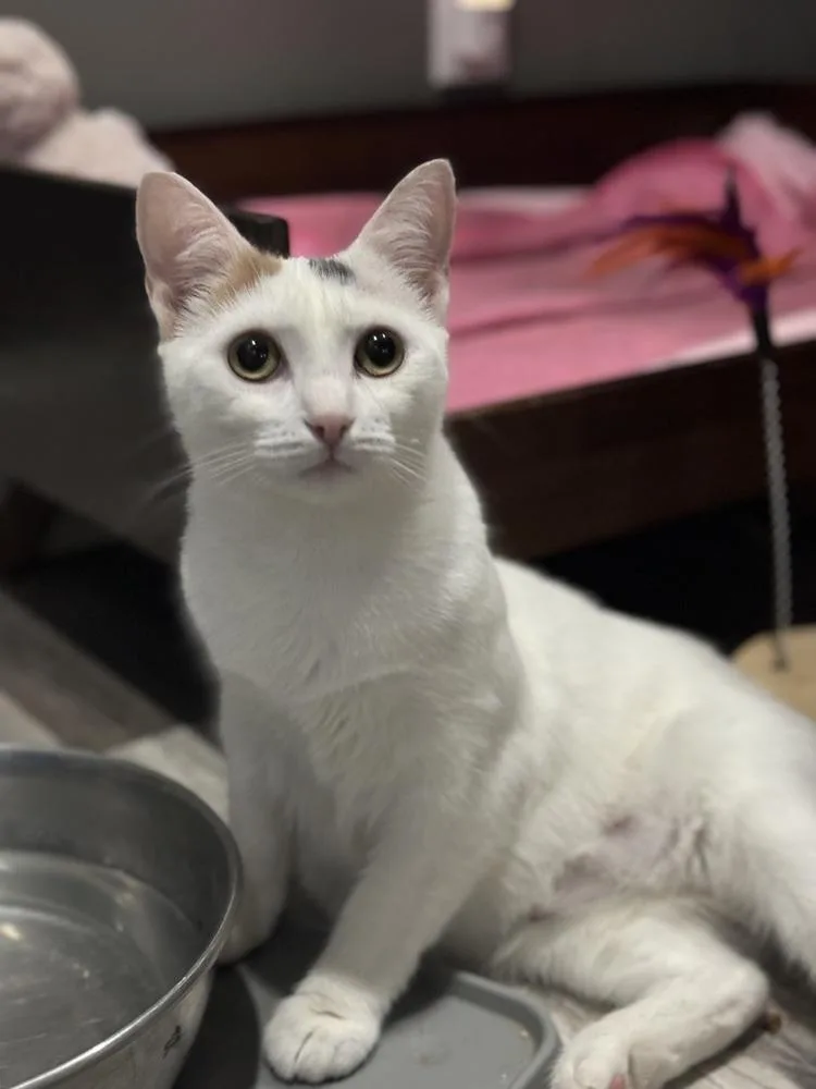 Pandora Ritt thumbnail 3