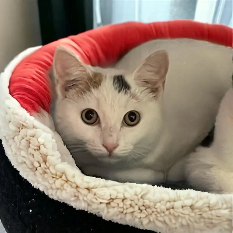 Pandora Ritt thumbnail 5