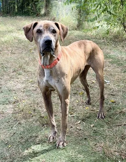 An adult extra large-sized male Great Dane dog named Pumpkin for adoption in Inverness, FL