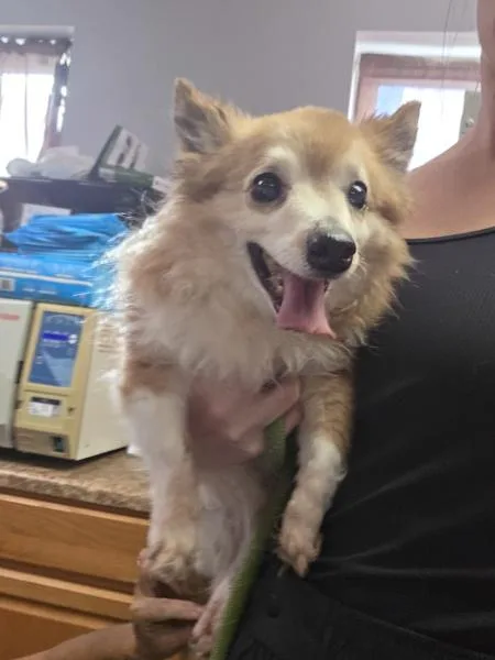 A senior small-sized male Shetland Sheepdog / Sheltie dog named Sammy for adoption in Salisbury, MD