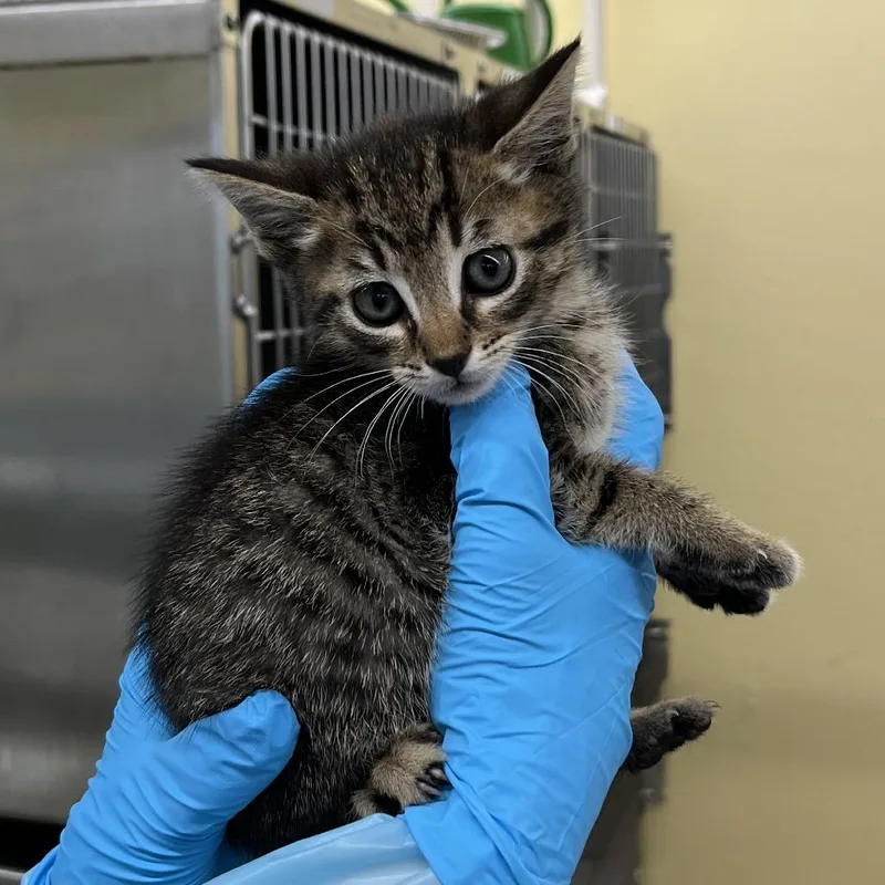 A baby small-sized male Brown / Chocolate Domestic Short Hair cat named Jupiter for adoption in West Palm Beach, FL
