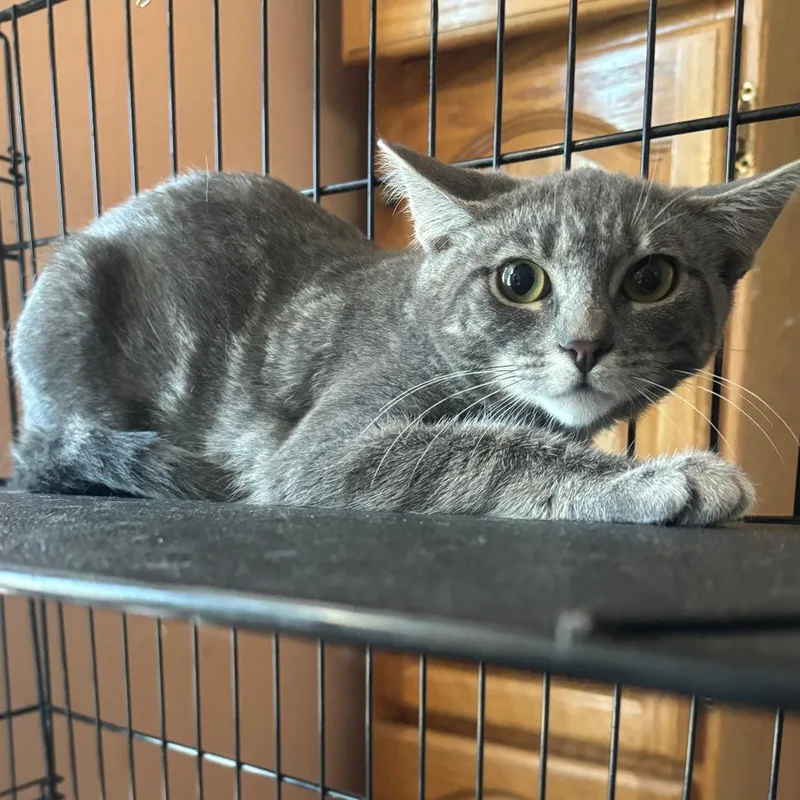 A young medium-sized female Tabby (Gray / Blue / Silver) Domestic Short Hair cat named Jalapeno for adoption in Hudson, NY