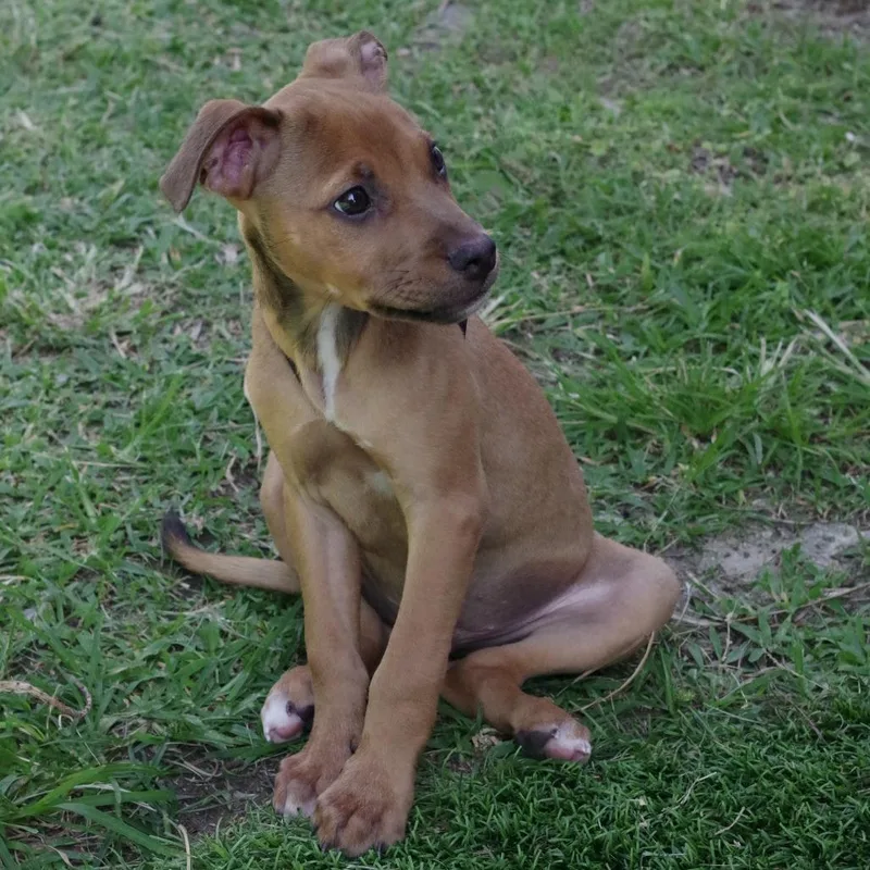 A baby small-sized male Yellow / Tan / Blond / Fawn Terrier dog named Puppy Champs for adoption in Miami, FL