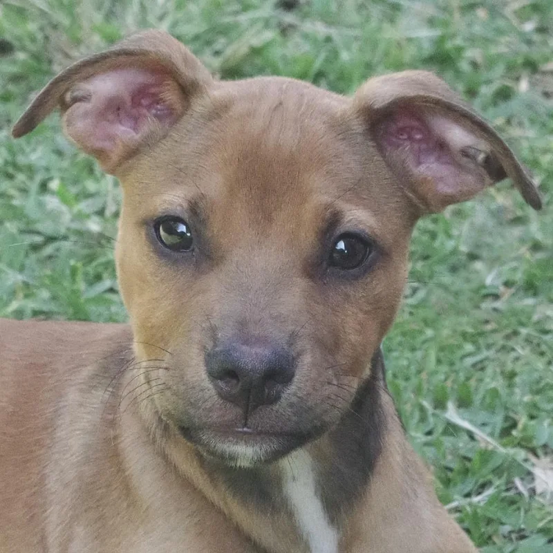 Puppy Champs thumbnail 2