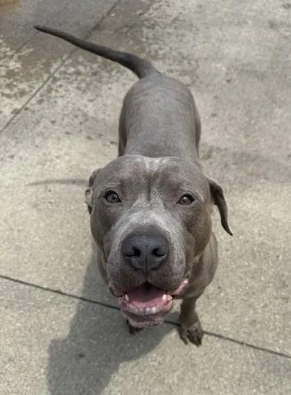 Cornelius