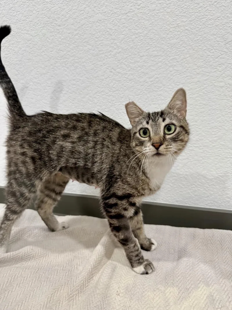 A young medium-sized female Gray / Blue / Silver Domestic Short Hair cat named Pebbles for adoption in Las Vegas, NV