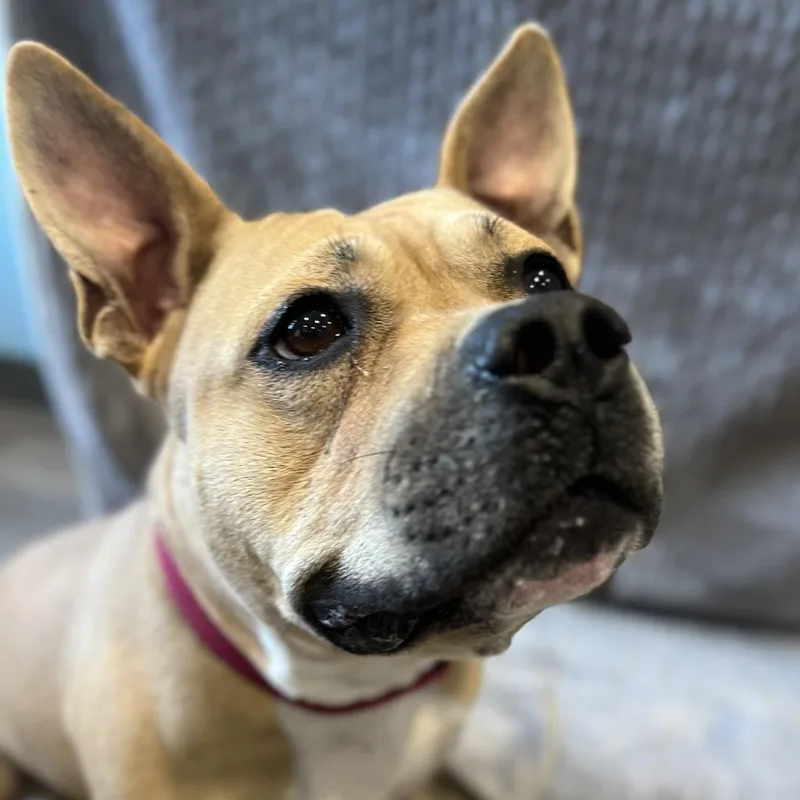 An adult medium-sized female Pit Bull Terrier dog named Dahlia for adoption in Chesapeake, VA