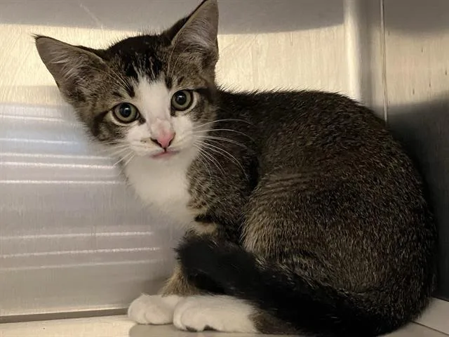 A baby small-sized female Domestic Short Hair cat named Glitz for adoption in Tustin, CA