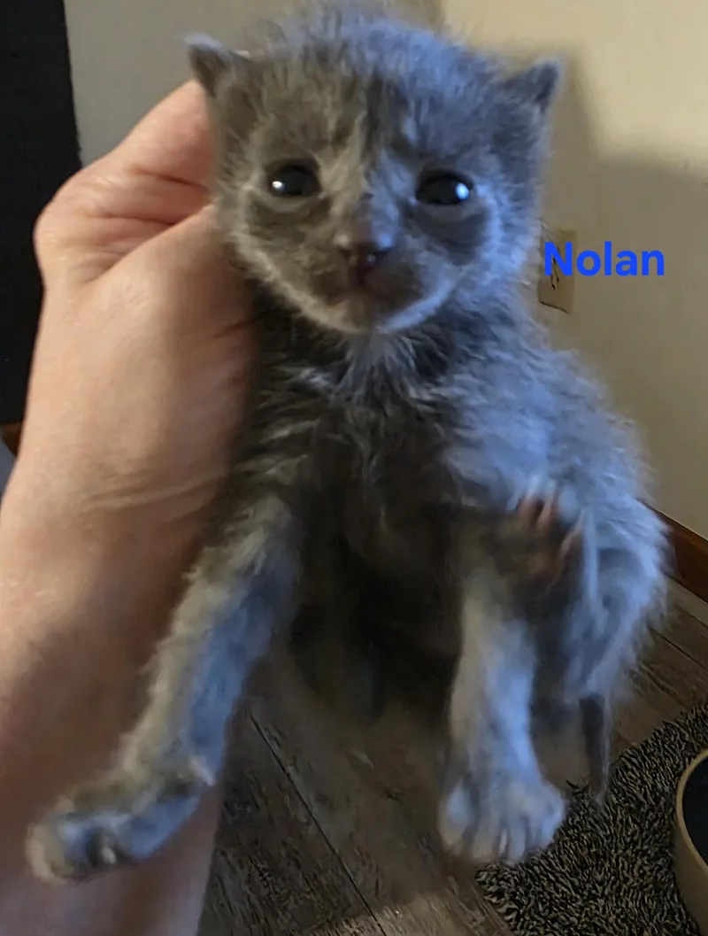 Nolan