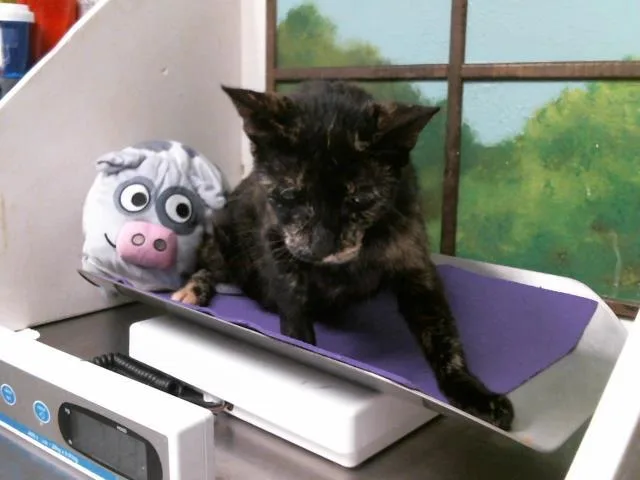 An adult large-sized female Domestic Short Hair cat named Jade for adoption in Houston, TX