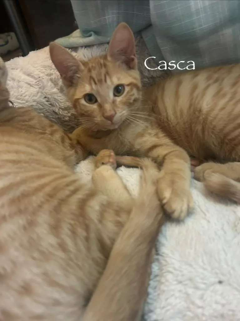 Casca