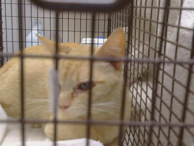 An adult medium-sized female Domestic Short Hair cat named Rowan for adoption in Sacramento, CA