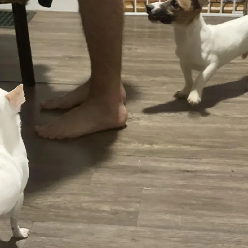 Milo thumbnail 5