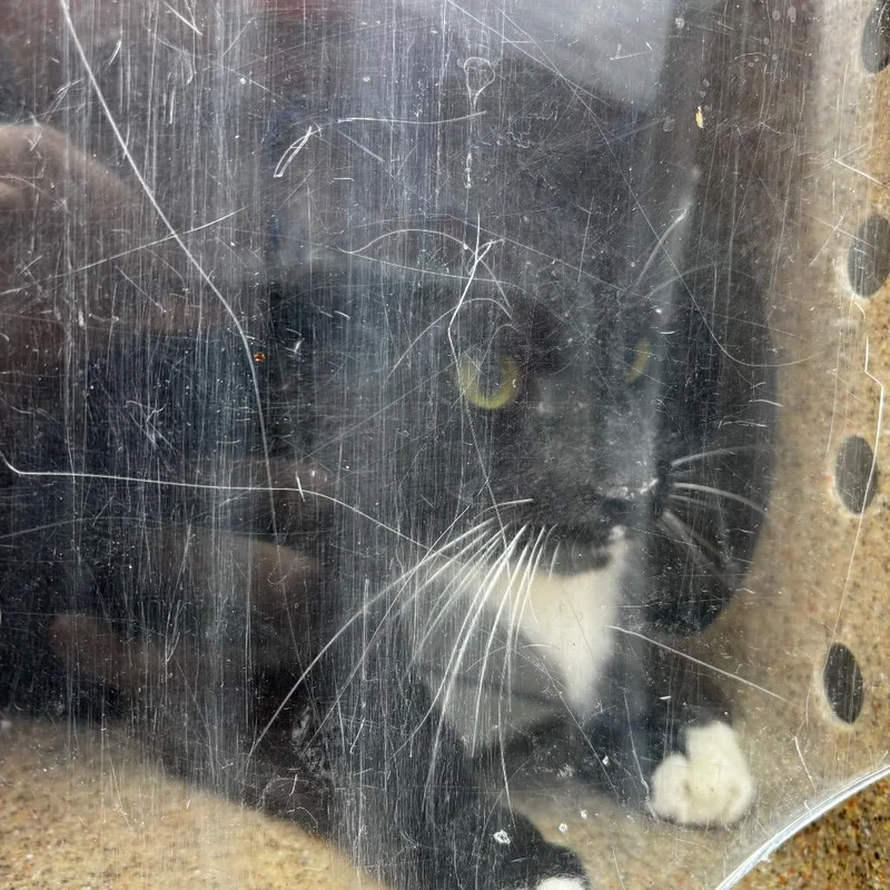 An adult medium-sized male Black Domestic Short Hair cat named Trevor for adoption in Philadelphia, PA