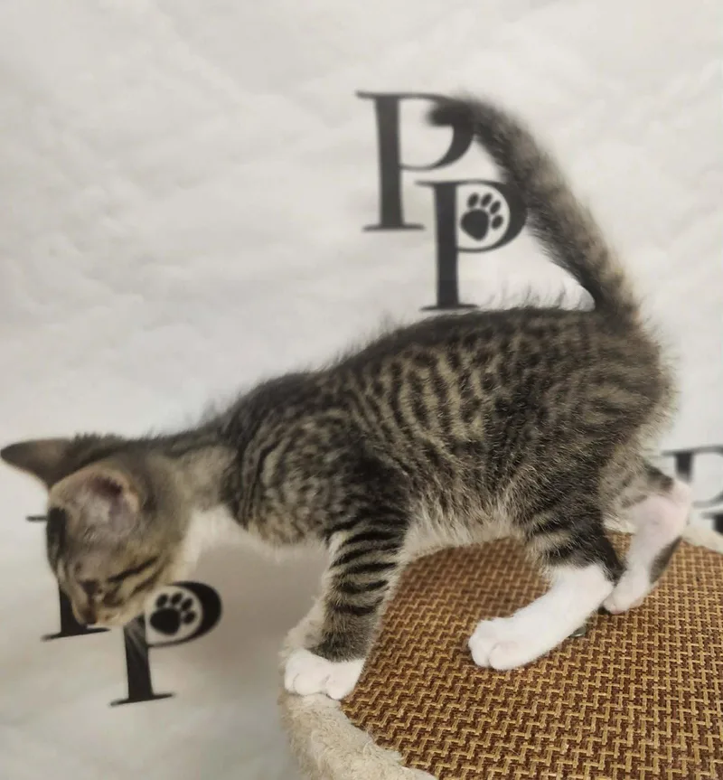 A baby medium-sized male Domestic Short Hair cat named Toby for adoption in Social Circle, GA