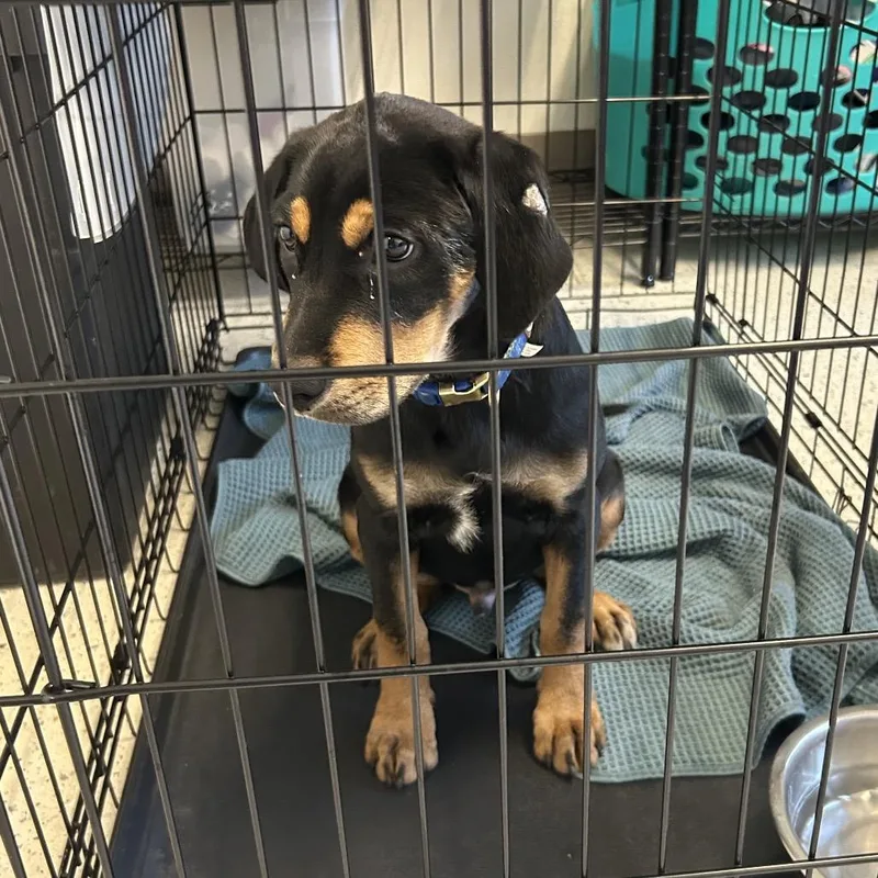 A baby small-sized male Black Labrador Retriever dog named Rowdy for adoption in San Antonio, TX