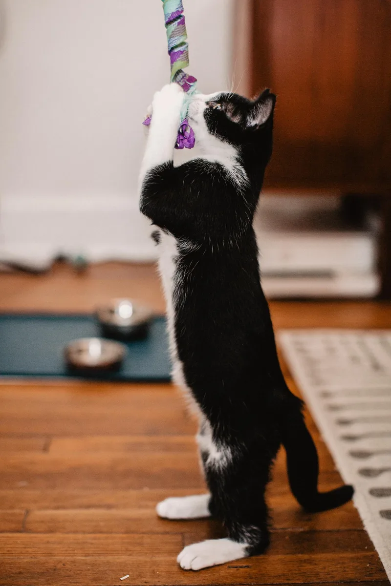 A young medium-sized male Black & White / Tuxedo Domestic Short Hair cat named Lonstocking and Bandito for adoption in Fairfax, VA