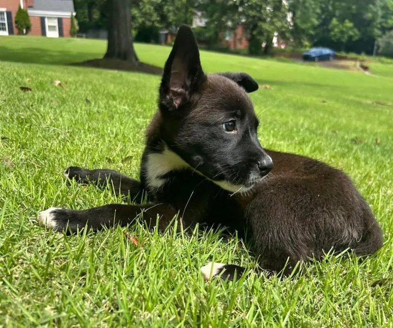 A baby medium-sized male Black Australian Cattle Dog / Blue Heeler dog named Tater for adoption in Calera, AL
