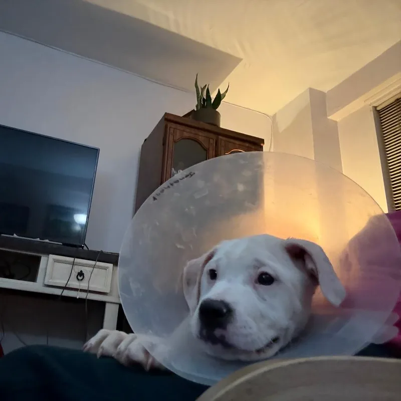 A young small-sized male White / Cream Mixed Breed dog named Jonathan for adoption in New York, NY