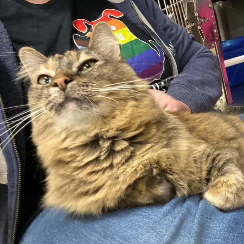 An adult large-sized female Domestic Medium Hair cat named Harley Quinn for adoption in Royal Oak, MI