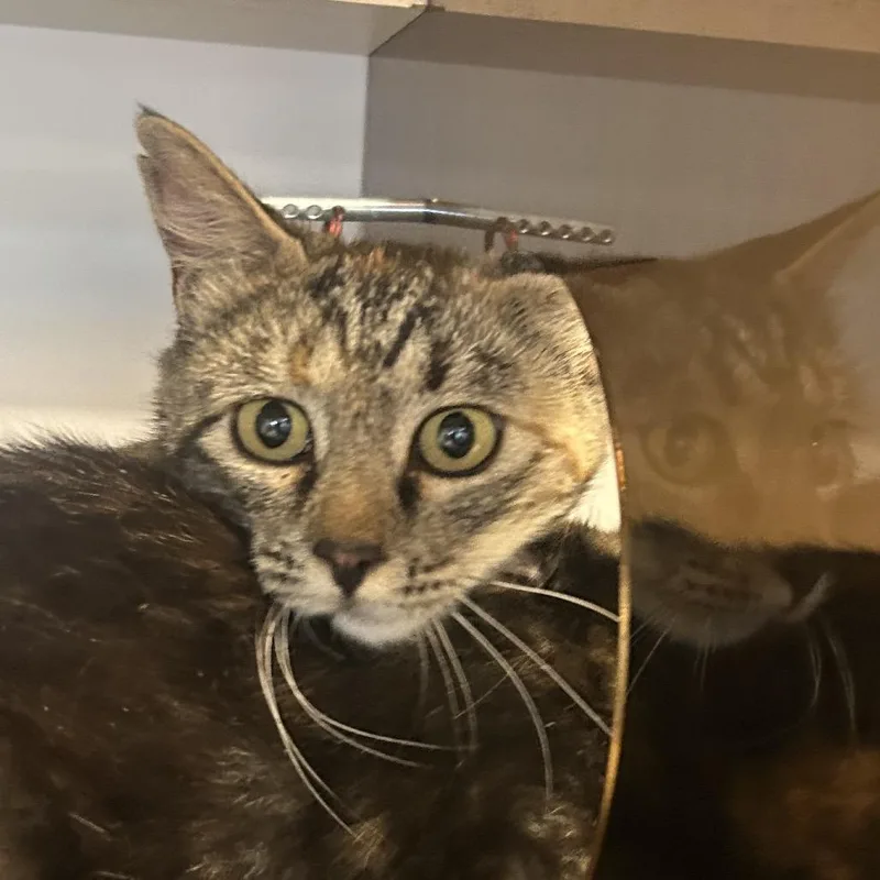 A young medium-sized female Tortoiseshell Domestic Short Hair cat named Venus for adoption in Park City, UT