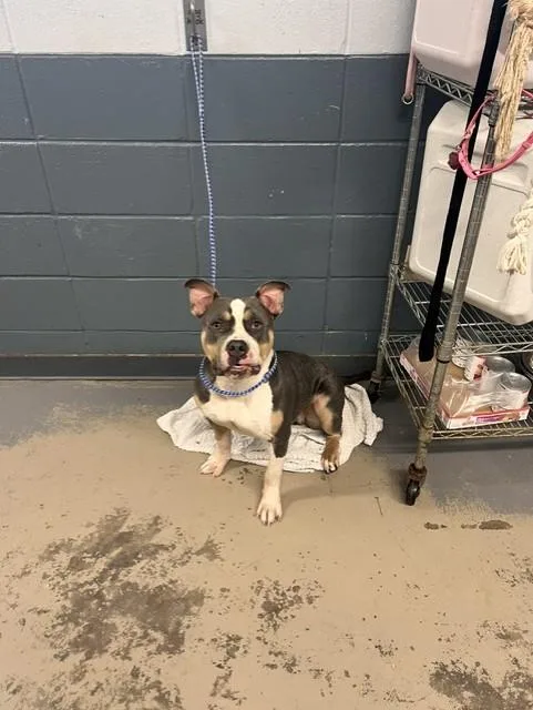 An adult medium-sized female American Staffordshire Terrier dog named Lila for adoption in Tallahassee, FL