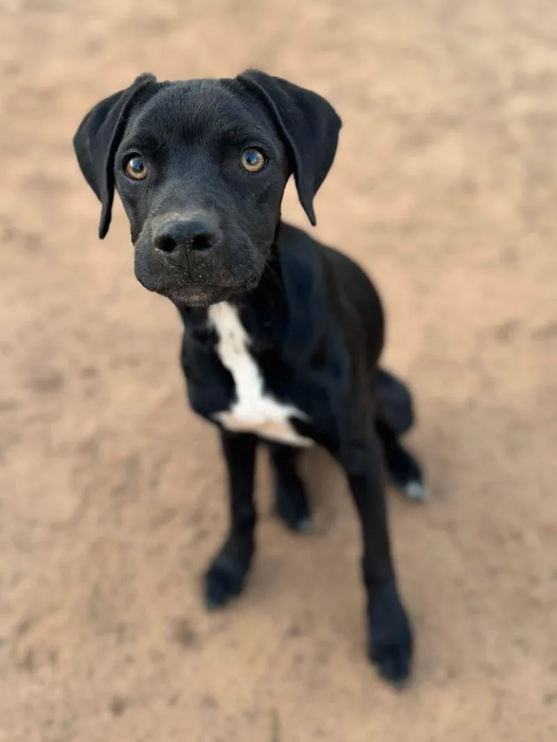 A young medium-sized male Black Labrador Retriever dog named Cheerio for adoption in Calera, AL