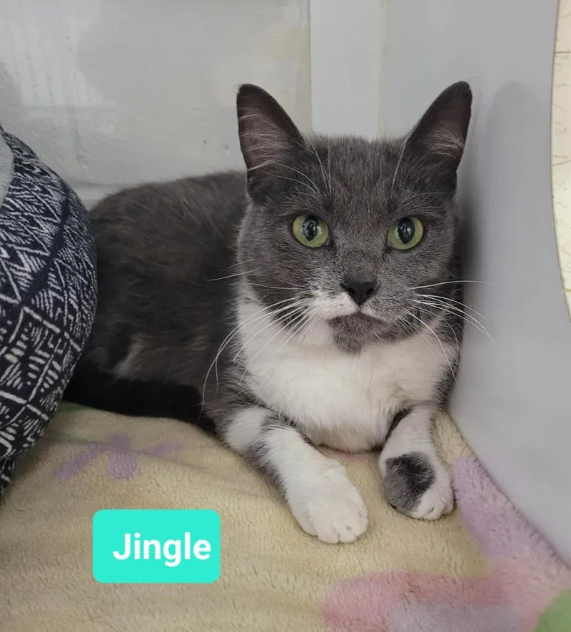 A young medium-sized female Domestic Short Hair cat named JingleSponsored for adoption in Richmond, IN