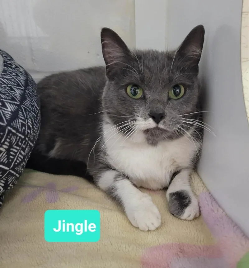 JingleSponsored thumbnail 2