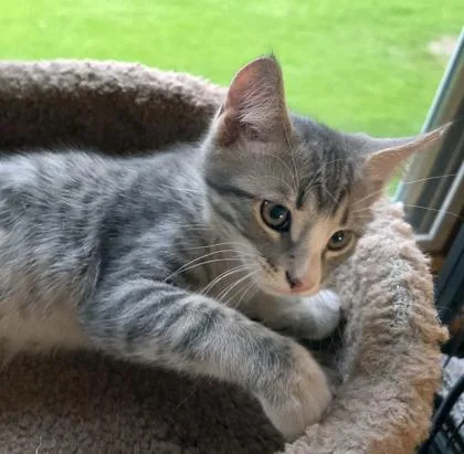 A baby medium-sized male Domestic Short Hair cat named Charley for adoption in Verona, WI