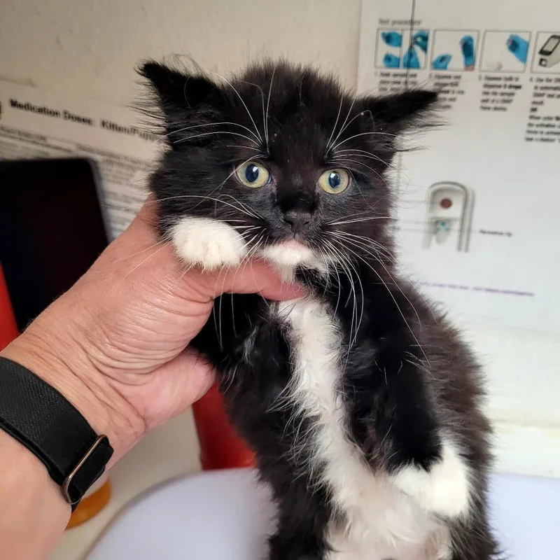 A baby small-sized female Domestic Medium Hair cat named Betty for adoption in Allyn, WA