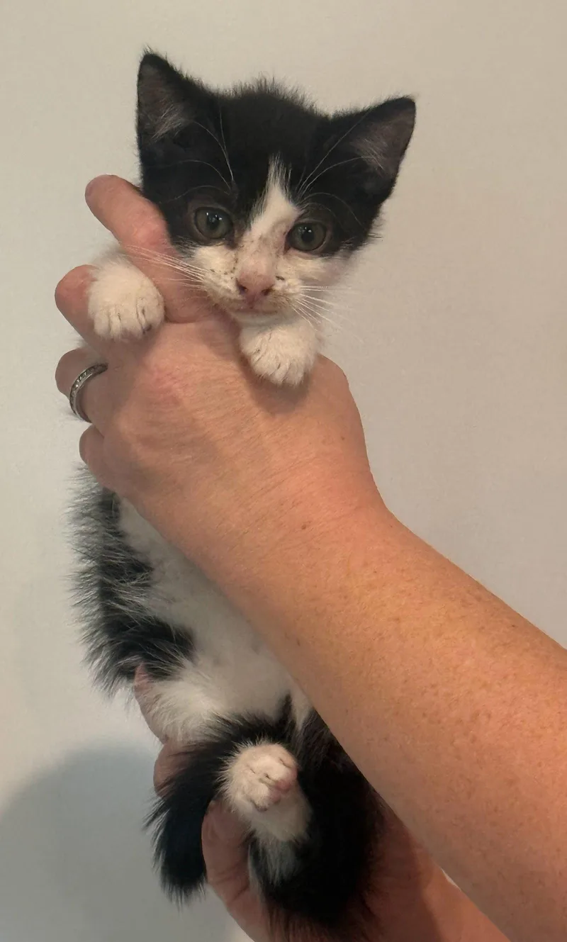 A baby medium-sized female Black & White / Tuxedo Domestic Medium Hair cat named Lilly for adoption in Forest, VA